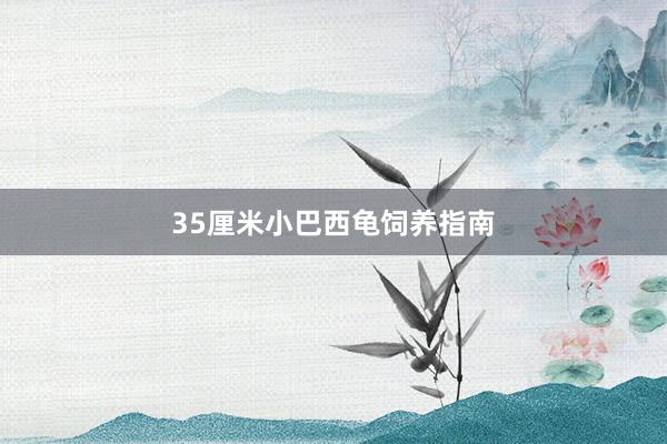 35厘米小巴西龟饲养指南