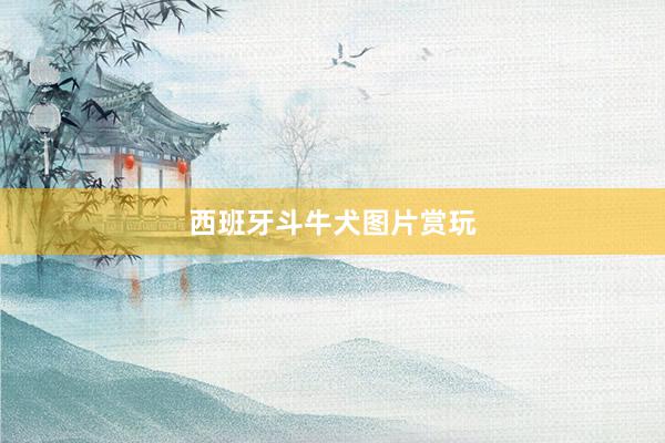 西班牙斗牛犬图片赏玩